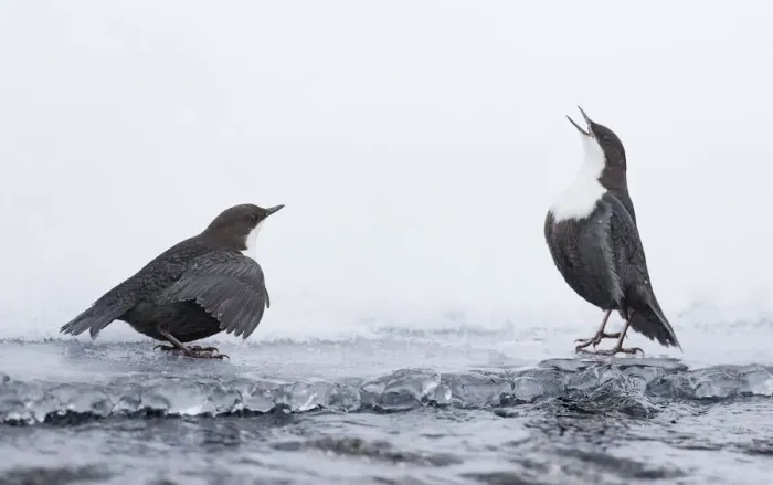 Framed Print : Dippers (Cinclus cinclus) standing on ice, ready to fight over feeding territory, Kuusamo, Finland, February Framed Print : Dippers (Cinclus cinclus) standing on ice, ready to fight over feeding territory, Kuusamo, Finland, February