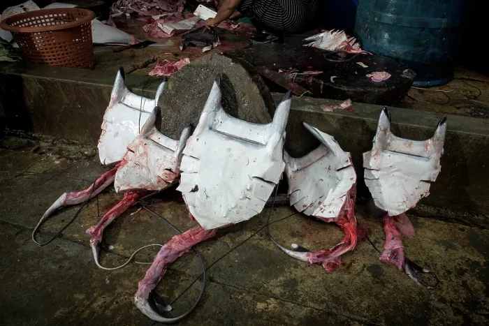 Framed Print : Dismembered bodies of five Spinetail devil rays (Mobula mobular) laying on the street at a ray processing factory, Myeik, Tanintharyi Region, Republic of the Union of Myanmar Framed Print : Dismembered bodies of five Spinetail devil rays (Mobula mobular) laying on the street at a ray processing factory, Myeik, Tanintharyi Region, Republic of the Union of Myanmar