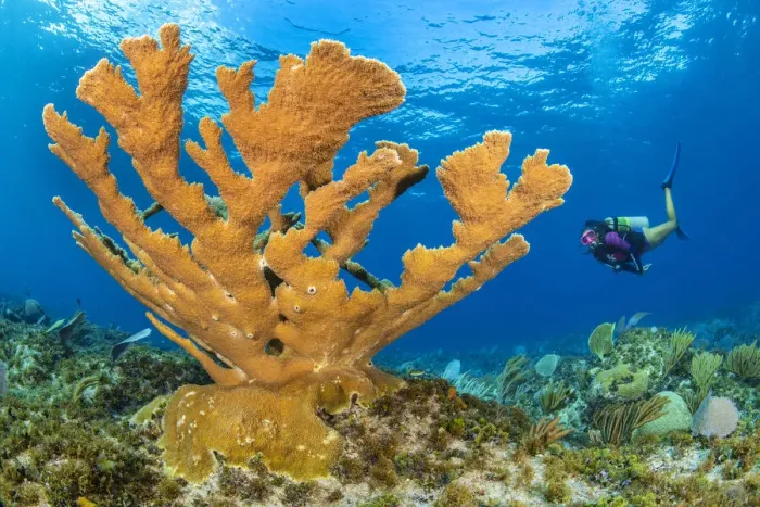 Framed Print : Diver approaches a large colony of Elkhorn coral (Acropora palmata Framed Print : Diver approaches a large colony of Elkhorn coral (Acropora palmata