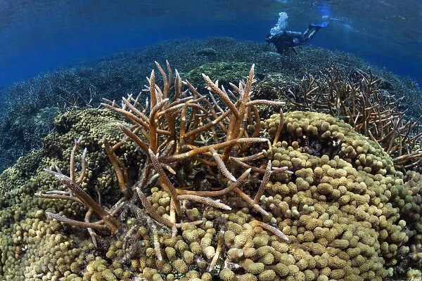Diver inspecting Staghorn coral (Acropora cervicornis) and Finger coral (Porites porites) colonies. Roatan Island, Honduras. Caribbean Sea