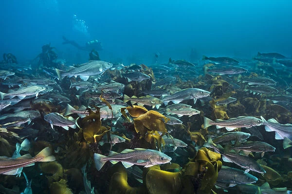 Diver swimming with an aggregation of Cod (Gadus morhua) over a kelp forest