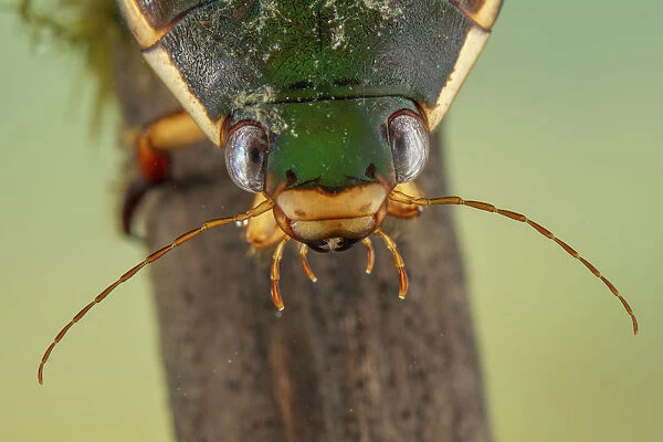 Diving beetle (Cybister lateralimarginalis) female, Europe, May, controlled conditions