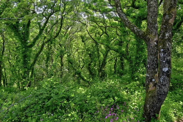 Framed Print : Dizzard Wood, temperate rainforest, Dizzard Point, North Cornwall, UK. May, 2023