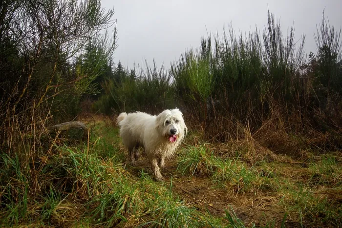 Framed Print : Dog (Canis lupus familiaris) walking over a wildlife crossing above the A89 highway, Correze, France. February. Camera trap Framed Print : Dog (Canis lupus familiaris) walking over a wildlife crossing above the A89 highway, Correze, France. February. Camera trap