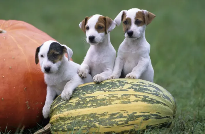 Framed Print : Dog, Jack Russell Terrier, three puppies with pumpkin Framed Print : Dog, Jack Russell Terrier, three puppies with pumpkin