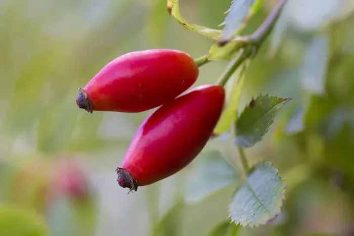 Framed Print : Dog rose (Rosa canina) rosehips, Strumpshaw Fen, Norfolk, UK, September Framed Print : Dog rose (Rosa canina) rosehips, Strumpshaw Fen, Norfolk, UK, September