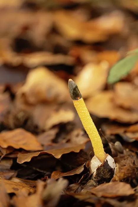 Framed Print : Dog stinkhorn (Mutinus caninus) growing on forest floor, Surrey, England, UK. November Framed Print : Dog stinkhorn (Mutinus caninus) growing on forest floor, Surrey, England, UK. November