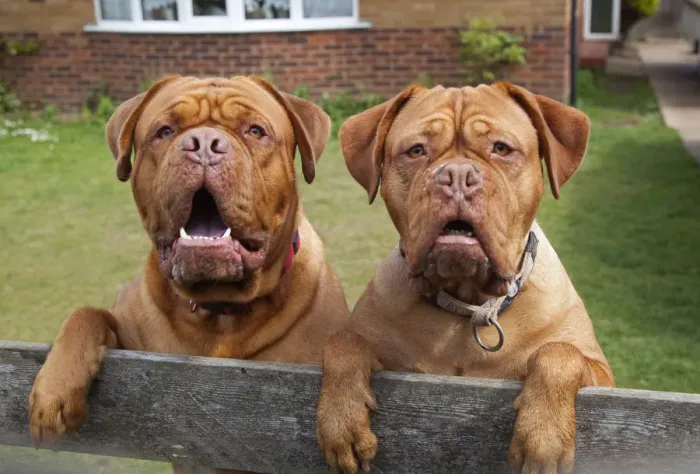 Framed Print : Two Dogue de Bordeaux dogs looking over garden fence. No release available Framed Print : Two Dogue de Bordeaux dogs looking over garden fence. No release available