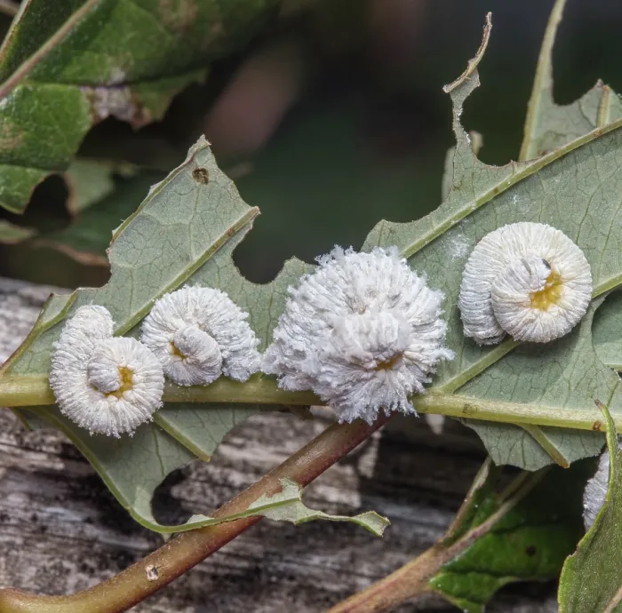 Framed Print : Dogwood sawfly (Macremphytus sp.) larvae on a leaf, Pennsylvania, USA. August Framed Print : Dogwood sawfly (Macremphytus sp.) larvae on a leaf, Pennsylvania, USA. August
