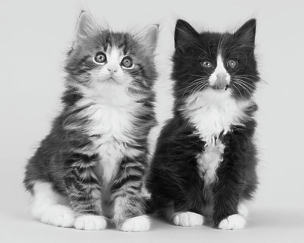 Domestic cat, Norwegian Forest  /  Skogkatt  /  Skaukatt  /  Weegie, two longhaired kittens, tabby left and black and white on right, sitting portrait