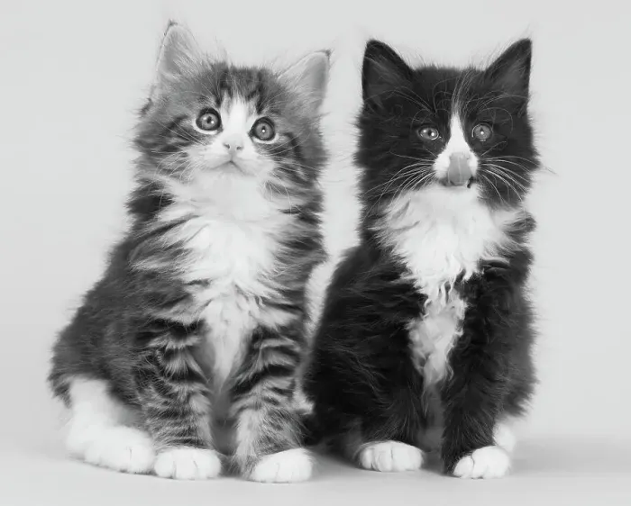 Framed Print : Domestic cat, Norwegian Forest  /  Skogkatt  /  Skaukatt  /  Weegie, two longhaired kittens, tabby left and black and white on right, sitting portrait