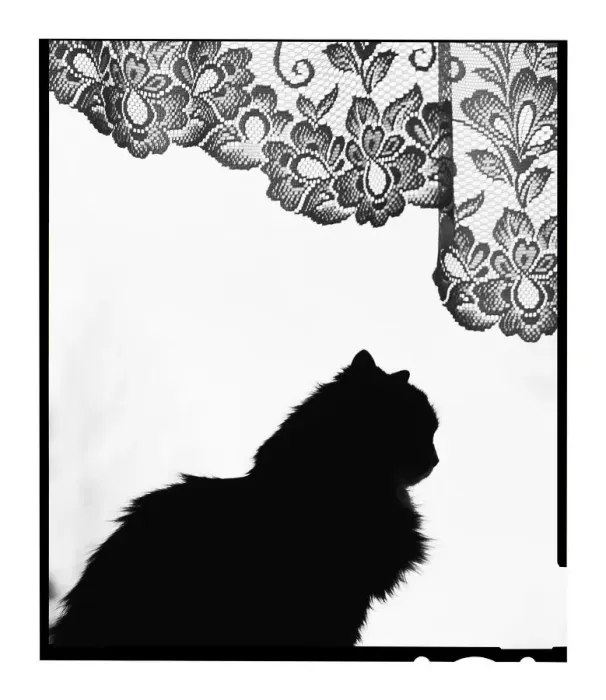 Framed Print : Domestic Cat silhouetted in window. Estonia. No release available Framed Print : Domestic Cat silhouetted in window. Estonia. No release available