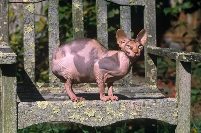 Framed Print : Domestic cat, Sphinx cat with no hair sitting on garden bench, Connecticut, USA Framed Print : Domestic cat, Sphinx cat with no hair sitting on garden bench, Connecticut, USA