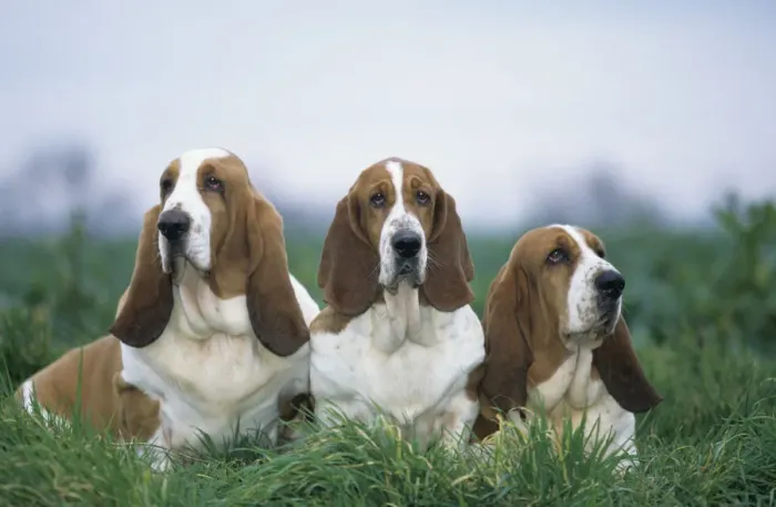 Framed Print : Domestic dog, three Basset Hounds outdoors Framed Print : Domestic dog, three Basset Hounds outdoors