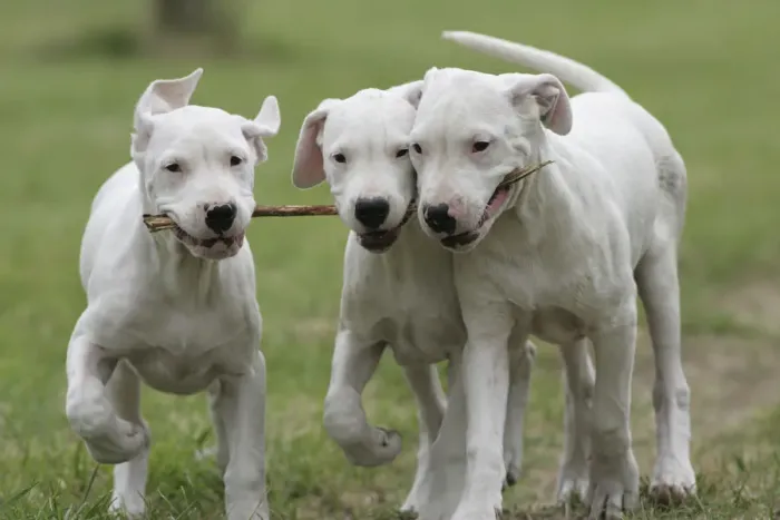 Framed Print : Domestic dog, Dogo Argentino, three puppies playing with stick, France Framed Print : Domestic dog, Dogo Argentino, three puppies playing with stick, France