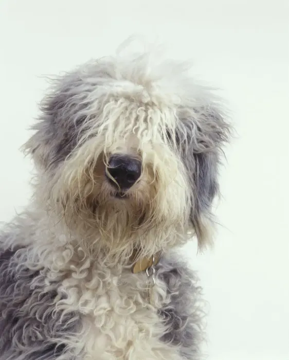 Framed Print : Domestic dog, Old English Sheepdog / Bobtail, studio portrait Framed Print : Domestic dog, Old English Sheepdog / Bobtail, studio portrait