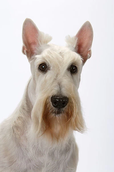 Domestic dog, Scottish Terrier  /  Aberdeen Terrier, studio portrait