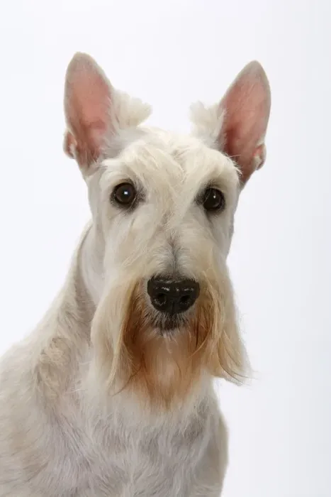 Framed Print : Domestic dog, Scottish Terrier / Aberdeen Terrier, studio portrait Framed Print : Domestic dog, Scottish Terrier / Aberdeen Terrier, studio portrait