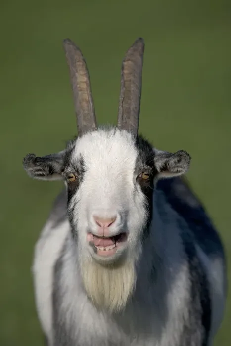 Framed Print : Domestic goat (Capra hircus) pygmy goat bleeting, portrait, UK Framed Print : Domestic goat (Capra hircus) pygmy goat bleeting, portrait, UK