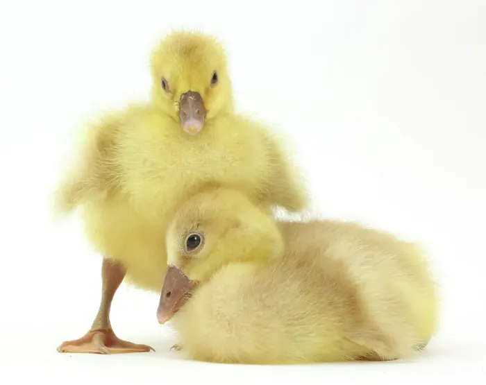 Framed Print : Two domestic goose, Embden x Greylag, goslings Framed Print : Two domestic goose, Embden x Greylag, goslings