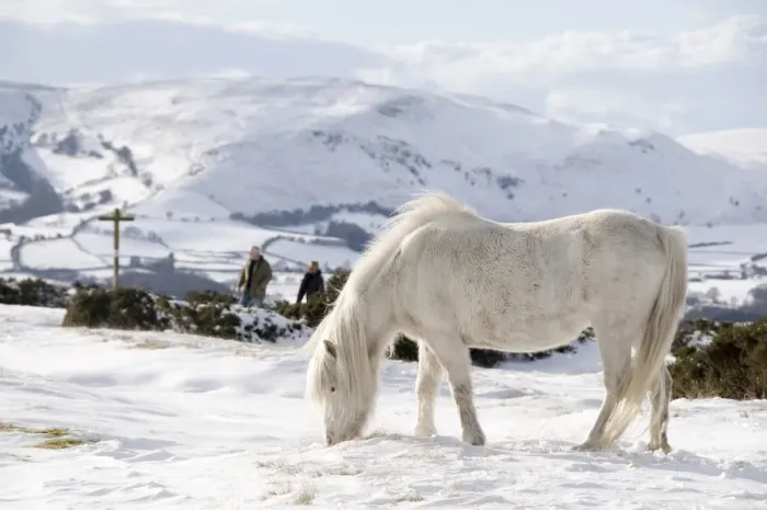 Framed Print : Domestic horse, grey Welsh Pony (Equus caballus) and walkers in snow on Offas Dyke Path Framed Print : Domestic horse, grey Welsh Pony (Equus caballus) and walkers in snow on Offas Dyke Path