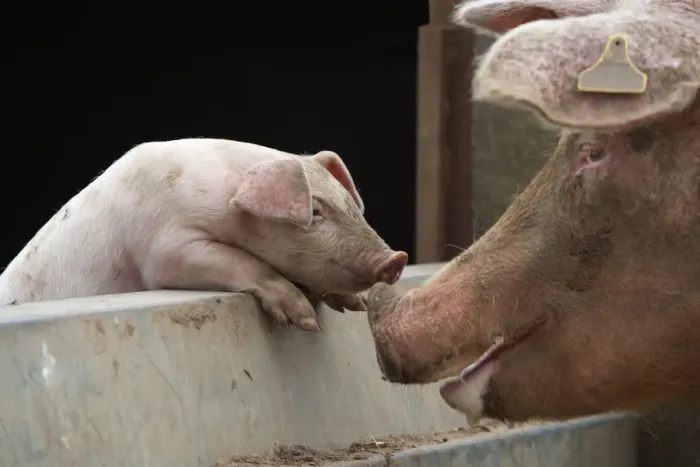 Framed Print : Domestic pig, free range sow and piglet sniffing noses, UK, August 2010
