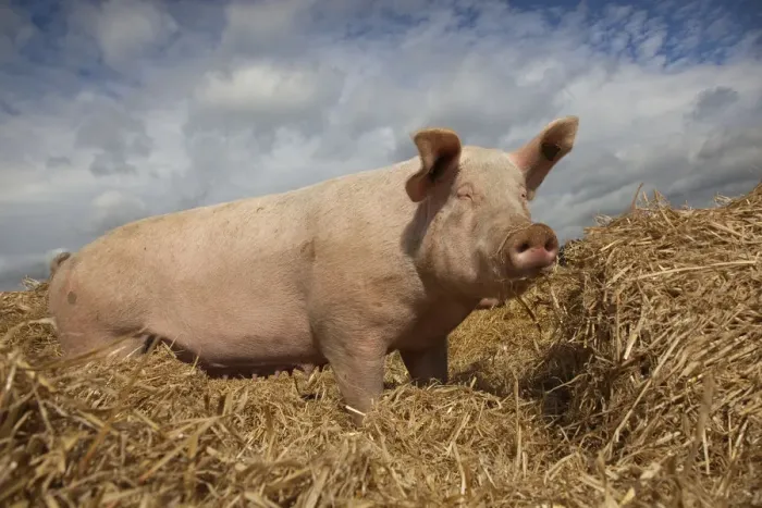 Framed Print : Domestic pig, hybrid large white sow in free-range conditions, UK, September 2010