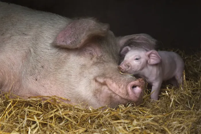 Framed Print : Domestic pig, hybrid large white sow and piglet in sty, UK, September 2010