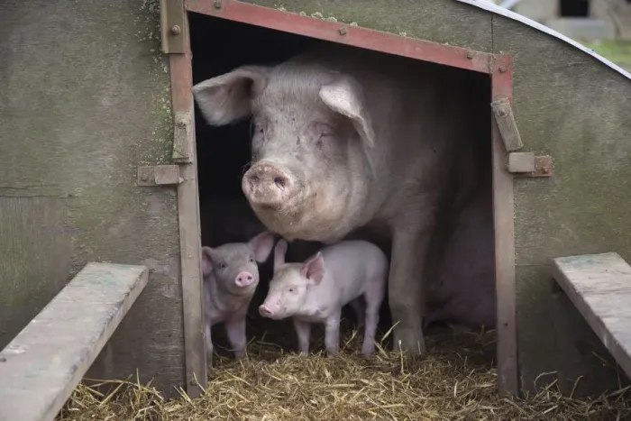 Framed Print : Domestic pig, hybrid large white sow and piglets in sty, UK, September 2010