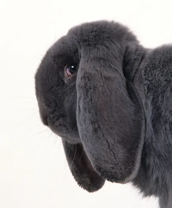 Framed Print : Domestic rabbit, French Lop, Blue, young male, 6 months, studio portrait Framed Print : Domestic rabbit, French Lop, Blue, young male, 6 months, studio portrait