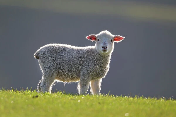 Domestic sheep lamb, probably Romney x Perendale. Backlit. Cape Kidnappers, Hawkes Bay, New Zealand, September
