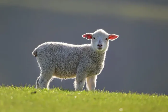 Framed Print : Domestic sheep lamb, probably Romney x Perendale. Backlit. Cape Kidnappers, Hawkes Bay, New Zealand, September Framed Print : Domestic sheep lamb, probably Romney x Perendale. Backlit. Cape Kidnappers, Hawkes Bay, New Zealand, September