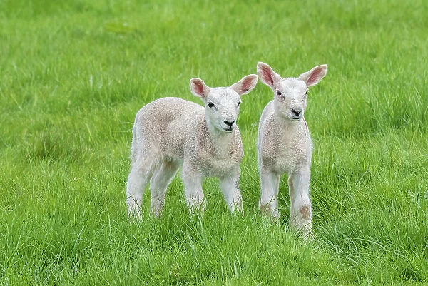 Domestic sheep lambs in pasture, Monmouthshire, Wales, UK, April