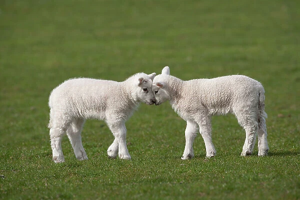 Domestic sheep, two lambs play head-butting in a field, Norfolk, UK, March