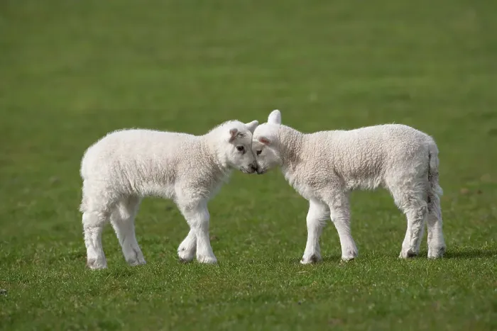 Framed Print : Domestic sheep, two lambs play head-butting in a field, Norfolk, UK, March Framed Print : Domestic sheep, two lambs play head-butting in a field, Norfolk, UK, March