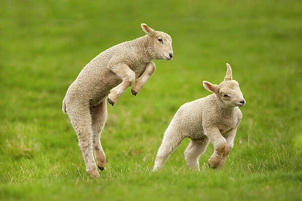Domestic sheep, lambs playing in field, Goosehill Farm, Buckinghamshire, UK, April 2005