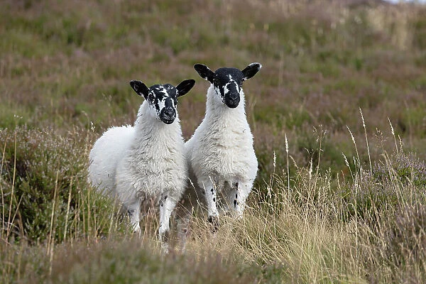 Two domestic Sheep (Ovis aries) standing side by side on moorland, Derbyshire, UK. August