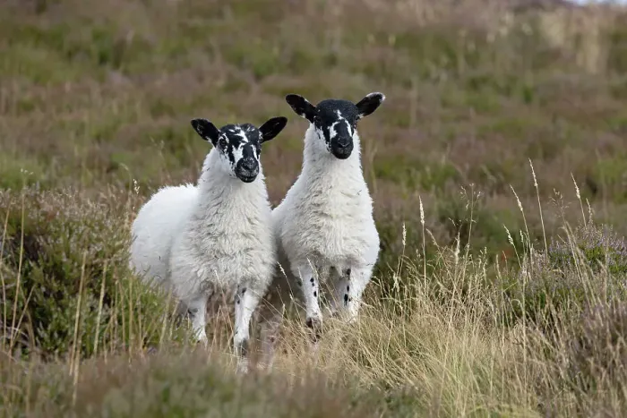Framed Print : Two domestic Sheep (Ovis aries) standing side by side on moorland, Derbyshire, UK. August Framed Print : Two domestic Sheep (Ovis aries) standing side by side on moorland, Derbyshire, UK. August