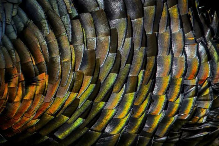 Framed Print : Domestic turkey (Meleagris gallopavo) male, close up of iridescence on feathers, France Framed Print : Domestic turkey (Meleagris gallopavo) male, close up of iridescence on feathers, France