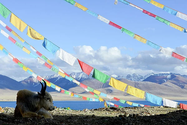 Domestic yak (Bos grunniens) lying under prayer flags near shores of Nam-Tso Lake (at 4, 730m), second largest salt lake in China. Tibet, China