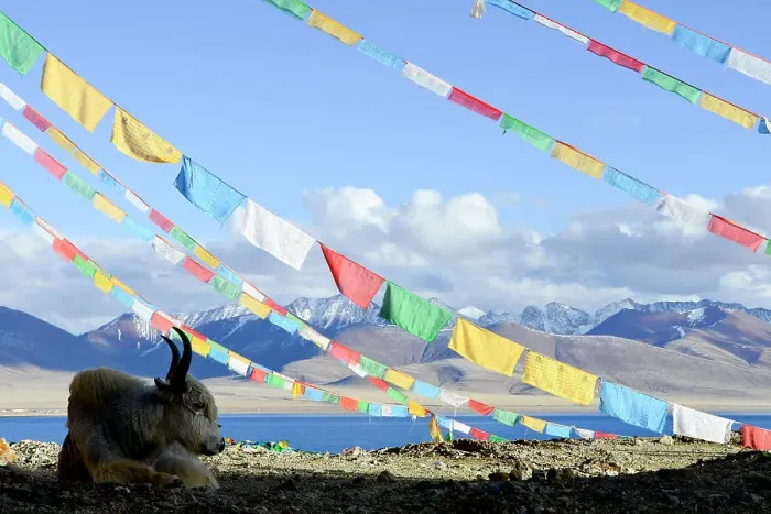 Framed Print : Domestic yak (Bos grunniens) lying under prayer flags near shores of Nam-Tso Lake (at 4, 730m), second largest salt lake in China. Tibet, China Framed Print : Domestic yak (Bos grunniens) lying under prayer flags near shores of Nam-Tso Lake (at 4, 730m), second largest salt lake in China. Tibet, China