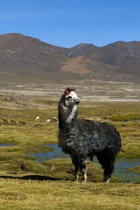 Framed Print : Domesticated Alpaca / Vicugna (Lama / Vicungna pacos) on altiplano plains. Sajama National Park Framed Print : Domesticated Alpaca / Vicugna (Lama / Vicungna pacos) on altiplano plains. Sajama National Park
