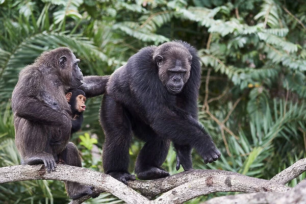 Dominant male Chimpanzee (Pan troglodytes troglodytes) walking in the mangrove, with female carrying her infant, Conkouati-Douli National Park, Republic of Congo, Africa