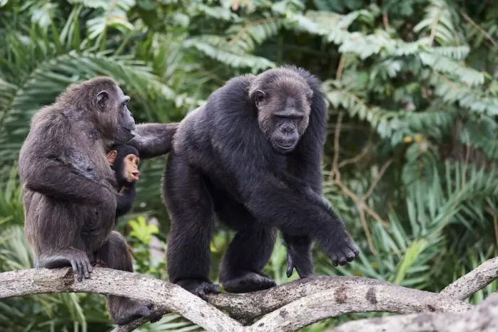 Framed Print : Dominant male Chimpanzee (Pan troglodytes troglodytes) walking in the mangrove, with female carrying her infant, Conkouati-Douli National Park, Republic of Congo, Africa