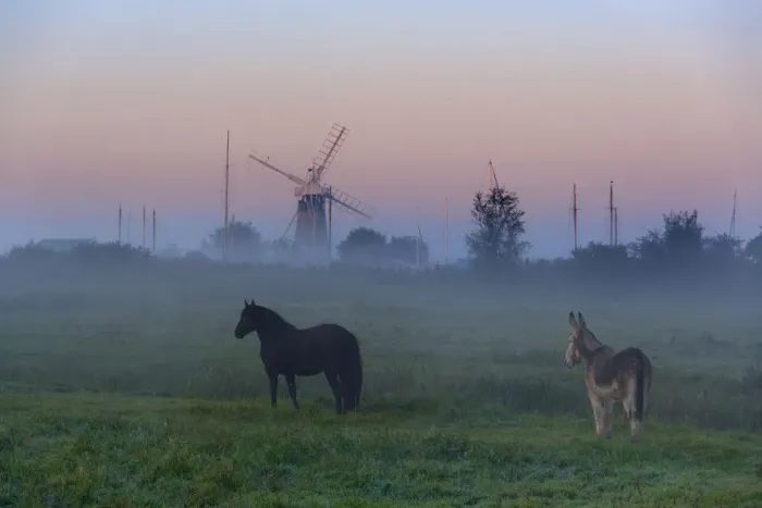 Framed Print : Donkey and horse on the Norfolk Broads with windmill at dawn, Norfolk, UK, October 2008 Framed Print : Donkey and horse on the Norfolk Broads with windmill at dawn, Norfolk, UK, October 2008