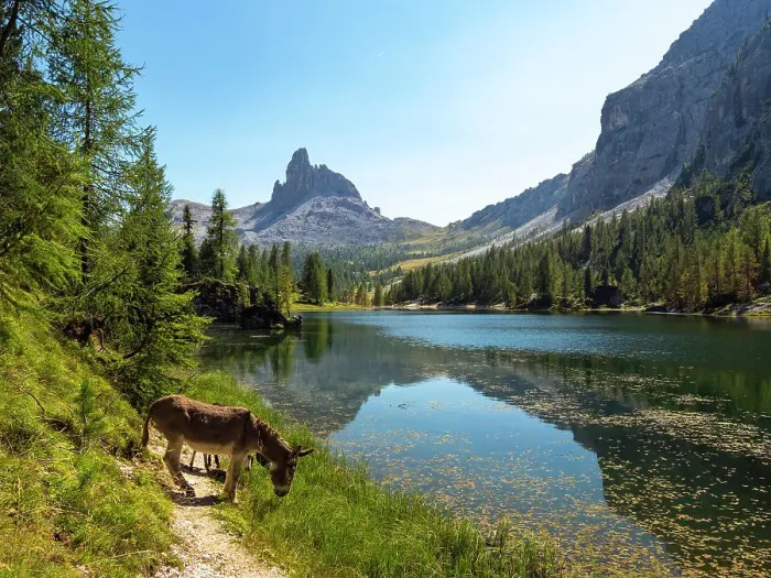 Framed Print : Donkeys at the edge of Lake Federa surrounded by mountain scenery, Dolomites, Italy. September Framed Print : Donkeys at the edge of Lake Federa surrounded by mountain scenery, Dolomites, Italy. September
