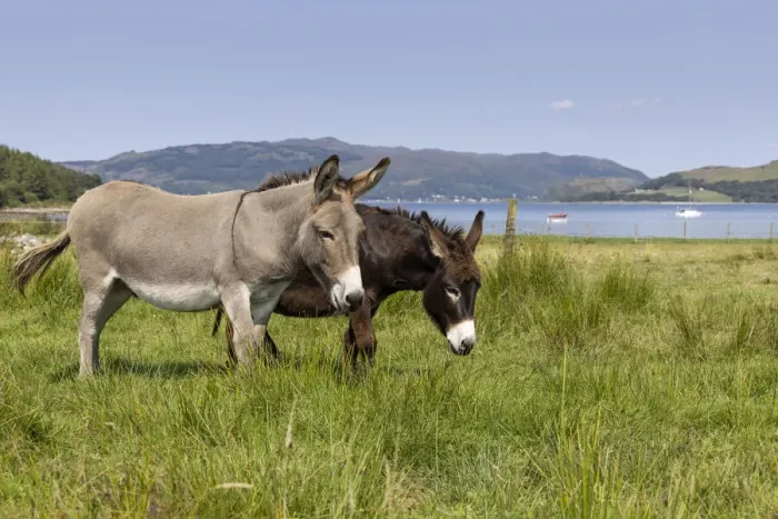 Framed Print : Two donkeys grazing on grassland to help with conservation, Carry Farm, Argyll, Scotland, UK. August Framed Print : Two donkeys grazing on grassland to help with conservation, Carry Farm, Argyll, Scotland, UK. August
