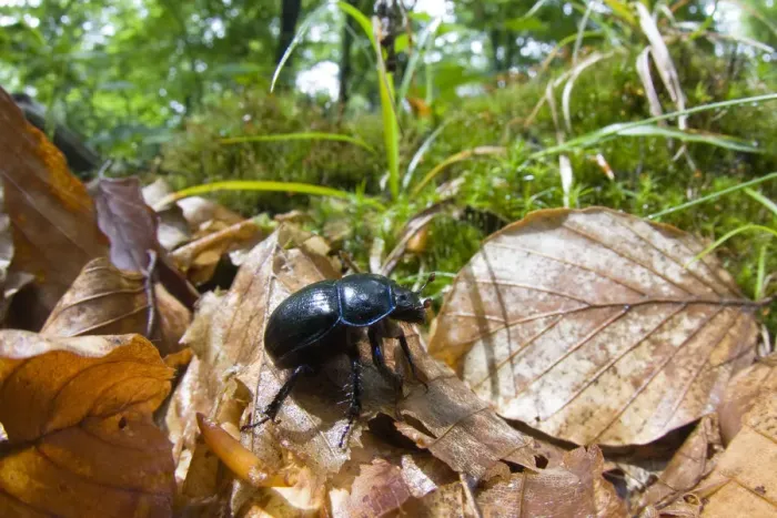 Framed Print : Dor beetle (Geotrupes stercorarius) walking over fallen leaves in a Beech forest