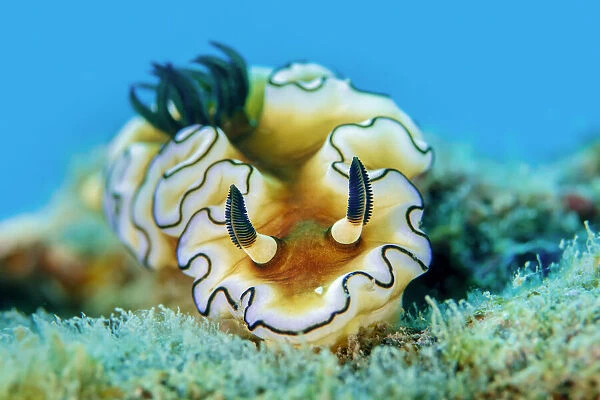 Dorid nudibranch (Doriprismatica atromarginata), close up, Triton Bay, West Papua, Indonesia, Pacific Ocean