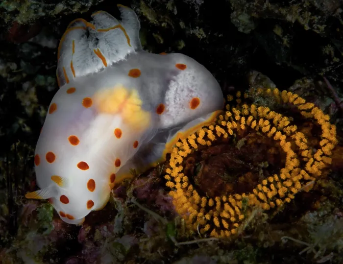 Framed Print : Dorid nudibranch (Gymnodoris ceylonica) with eggs, Ambon, Indonesia, Pacific Ocean Framed Print : Dorid nudibranch (Gymnodoris ceylonica) with eggs, Ambon, Indonesia, Pacific Ocean